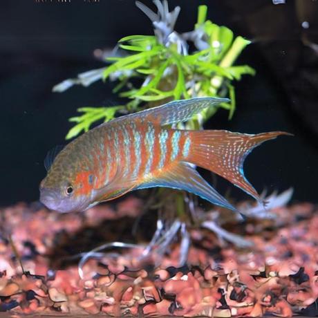 Paradise Gourami (5-6 Cms) | Single