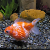 Pearl Scale Gold Fish (3-4 cms) | Single