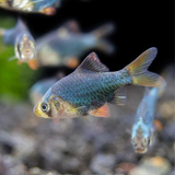 Emerald Green Tiger barb Fish | Single