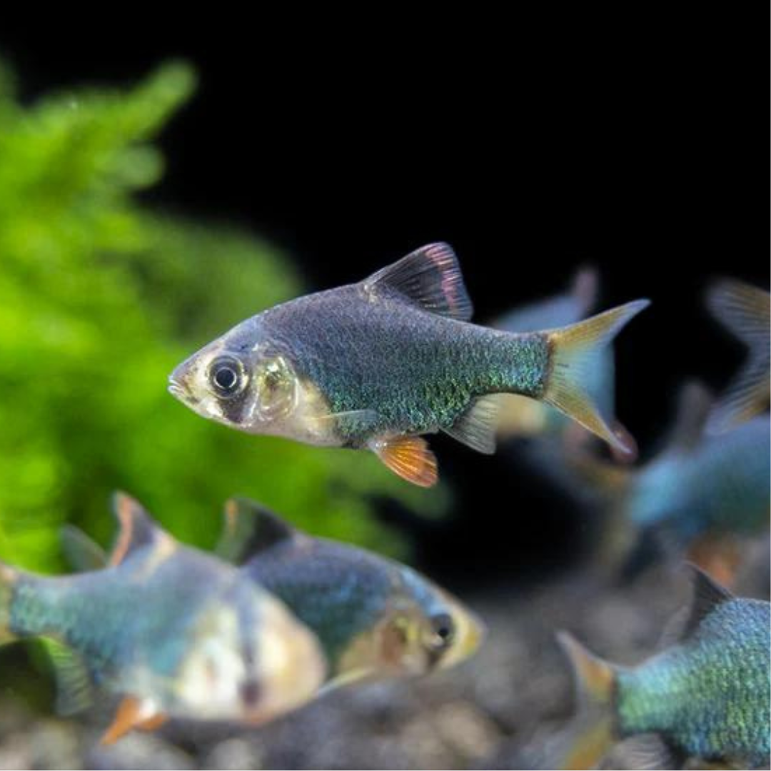 Emerald Green Tiger barb Fish | Single