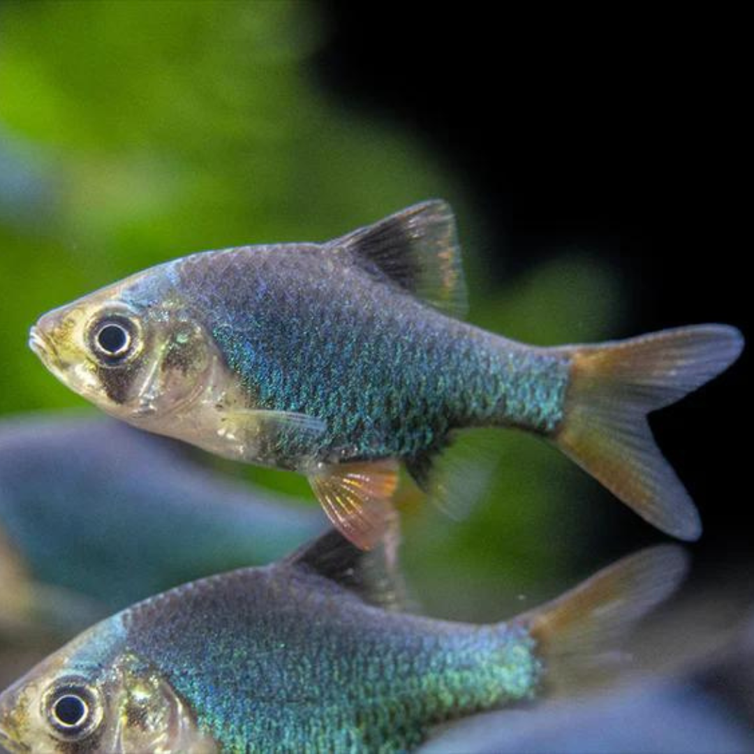 Emerald Green Tiger barb Fish | Single