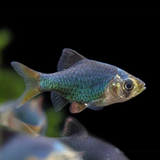 Emerald Green Tiger barb Fish | Single