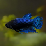 Female Betta Fish Adult | single