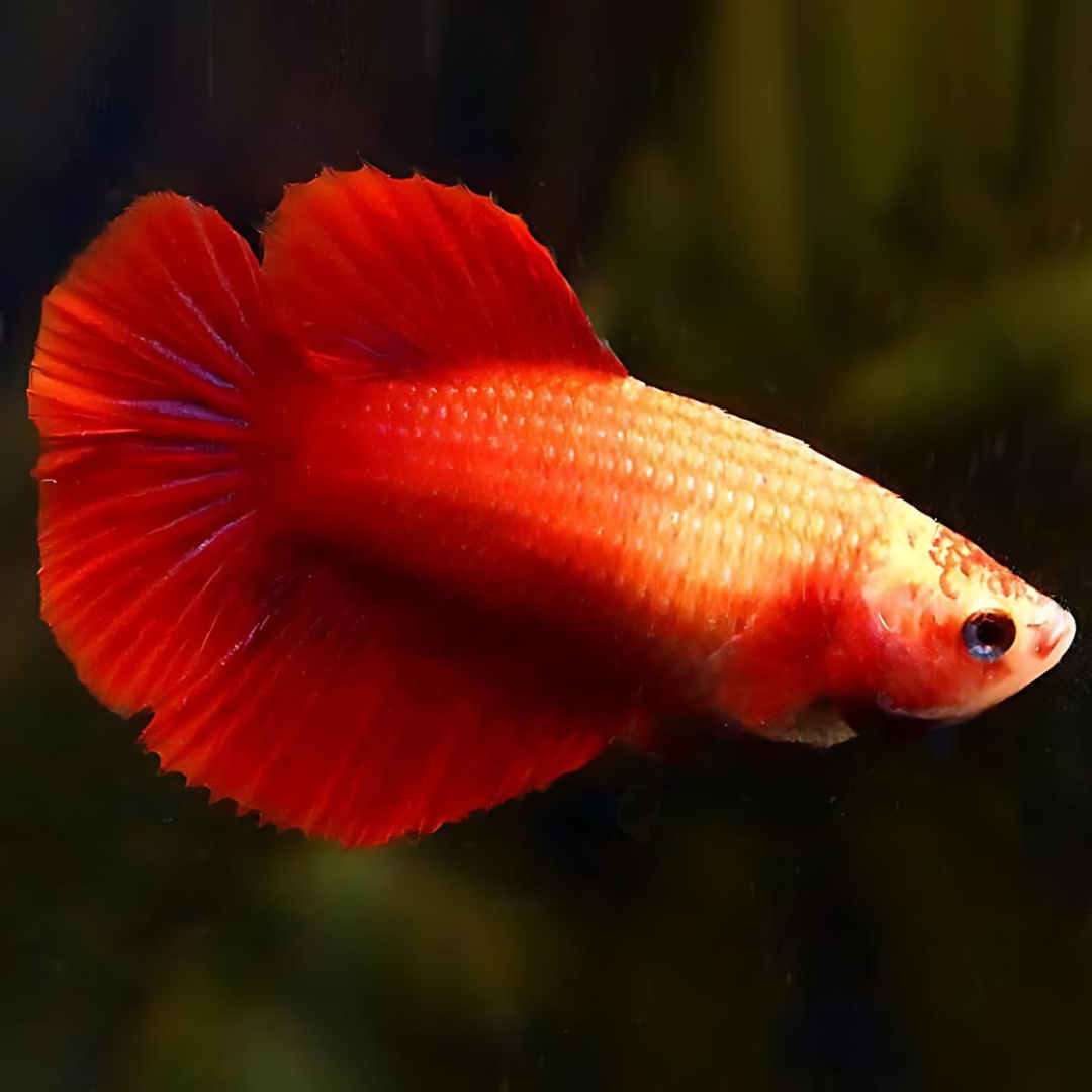 Female Betta Fish Adult | single