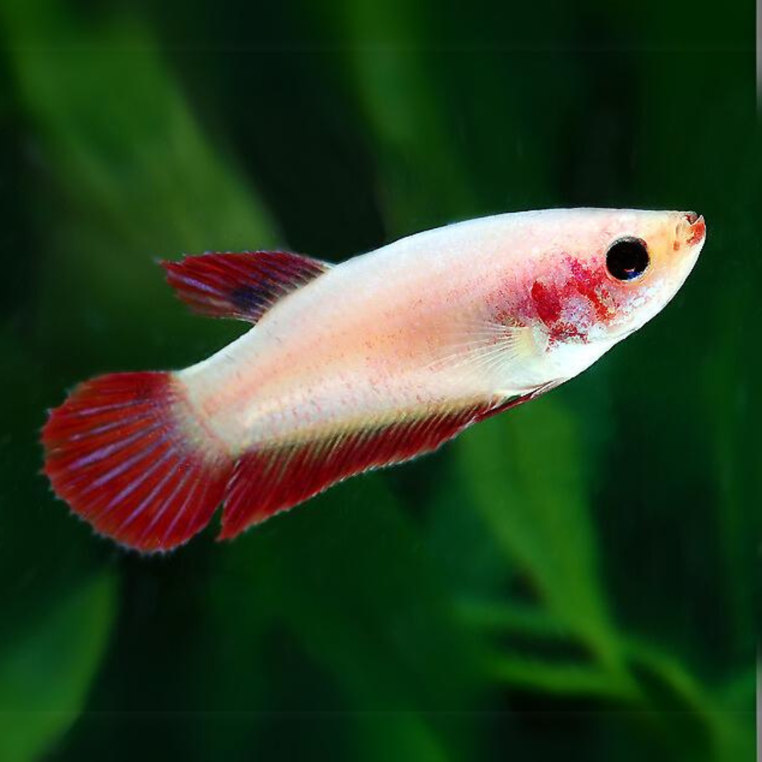 Female Betta Fish Adult | single