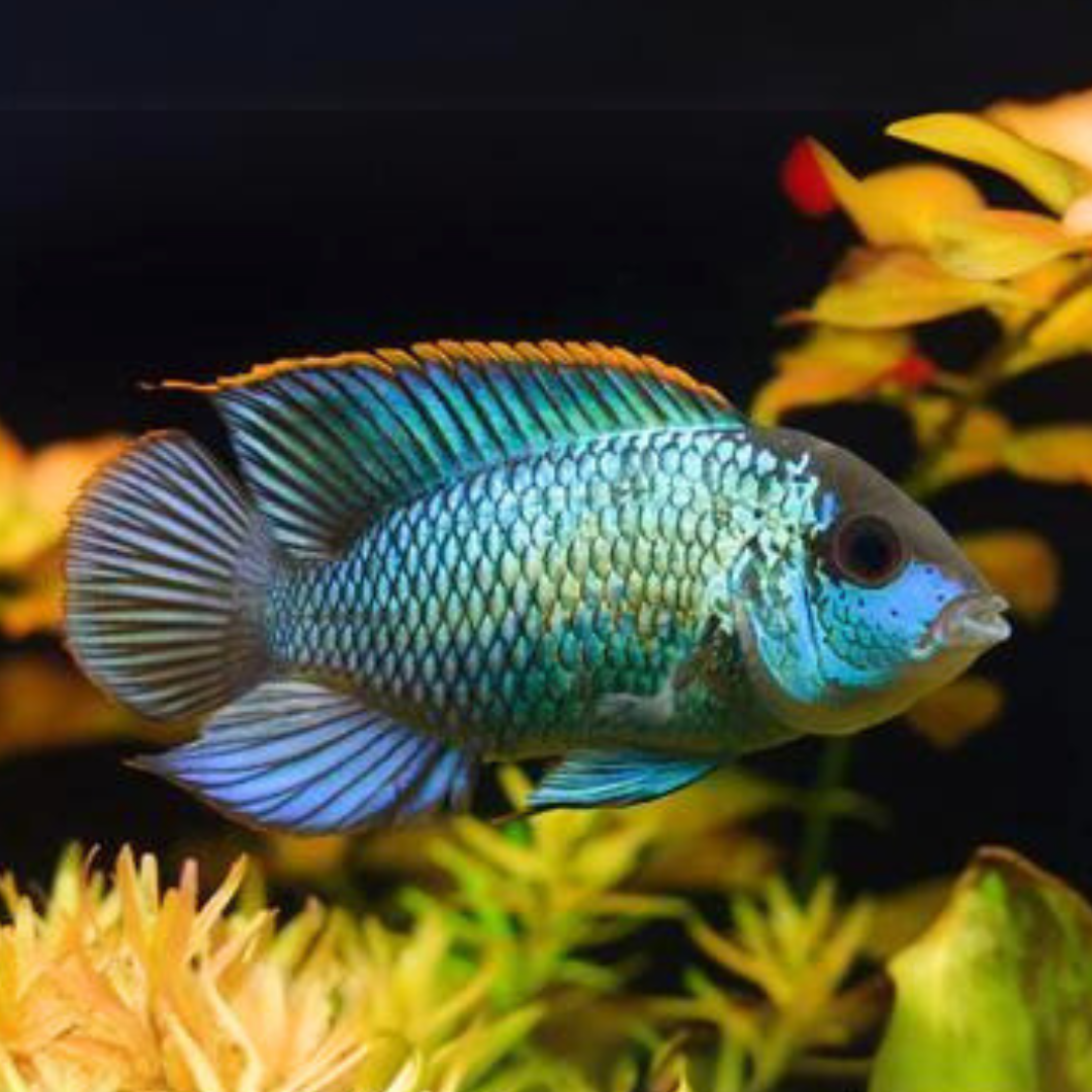 Electric Blue Neon Acara (3.5-4 Inches) | Single