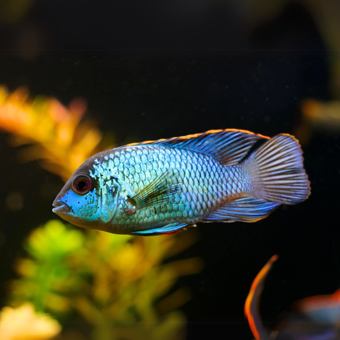 Electric Blue Neon Acara (3.5-4 Inches) | Single