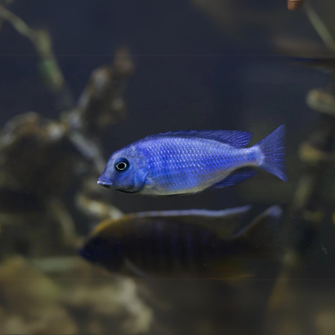 Malawi Haps Cichlid Blue Dolphin (Size 3"to 3.5") | Single