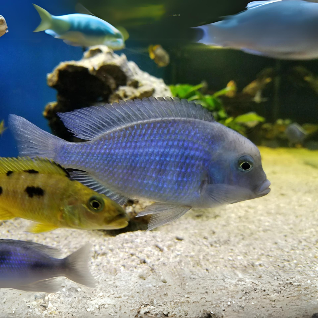 Malawi Haps Cichlid Blue Dolphin (Size 3"to 3.5") | Single