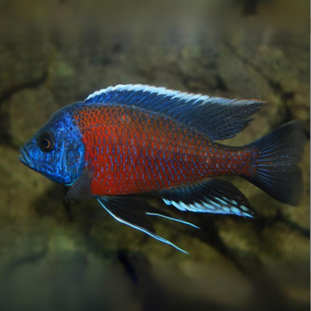 Malawi Haps Cichlid Chimoto Red (Size 2"to 2.5") | Single