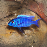 Malawi Haps Cichlid Electric Blue (Size 2 Inches) | Single