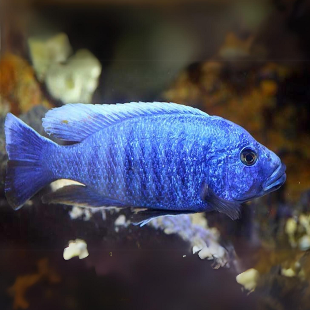 Malawi Haps Cichlid Electric Blue (Size 2 Inches) | Single