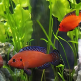 Turkana jewel Cichlid (1-1.5 Inches) Single