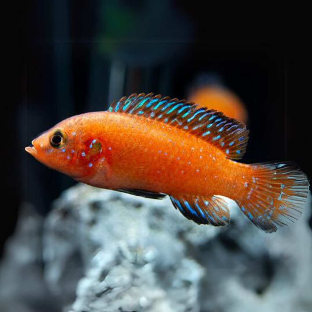 Turkana jewel Cichlid (1-1.5 Inches) Single