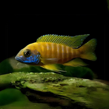 Malawi Peacock Cichlid Yellow (Size 2 Inches) | Single