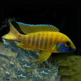 Malawi Peacock Cichlid Yellow (Size 2 Inches) | Single