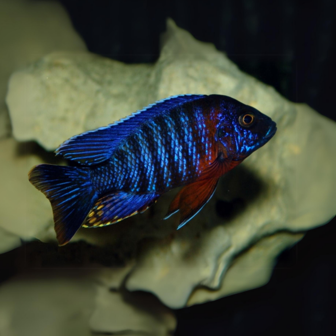 Malawi Peacock Cichlid Red Shoulder (Size 2 Inches) | Single