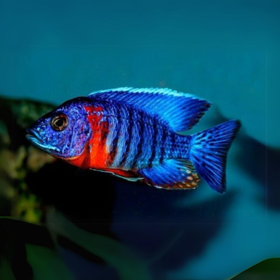 Malawi Peacock Cichlid Red Shoulder (Size 2 Inches) | Single