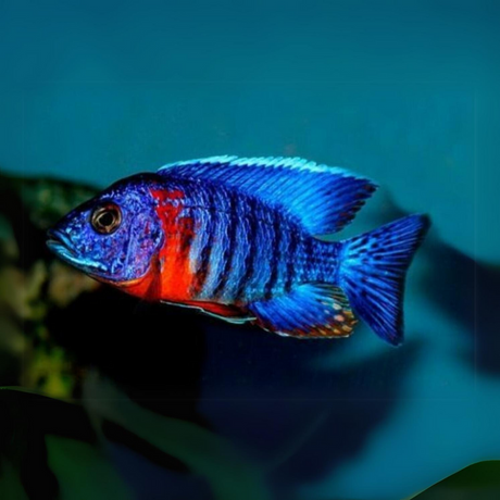 Malawi Peacock Cichlid Red Shoulder (Size 2 Inches) | Single