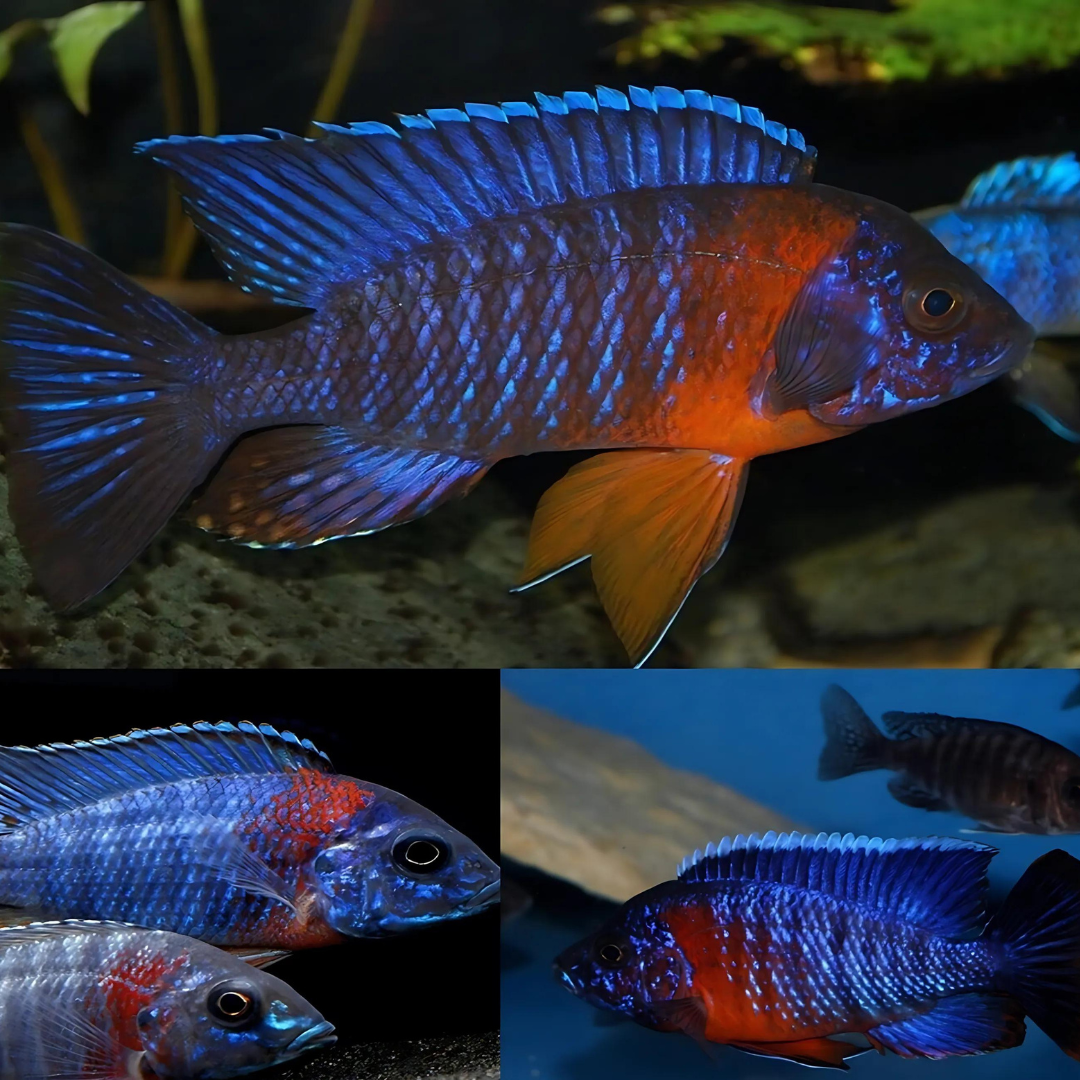 Malawi Peacock Cichlid Red Shoulder (Size 2 Inches) | Single