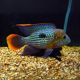 Green Terror Cichlid (2 Inches) | Single