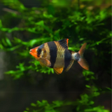 Black Tiger Barb | Single