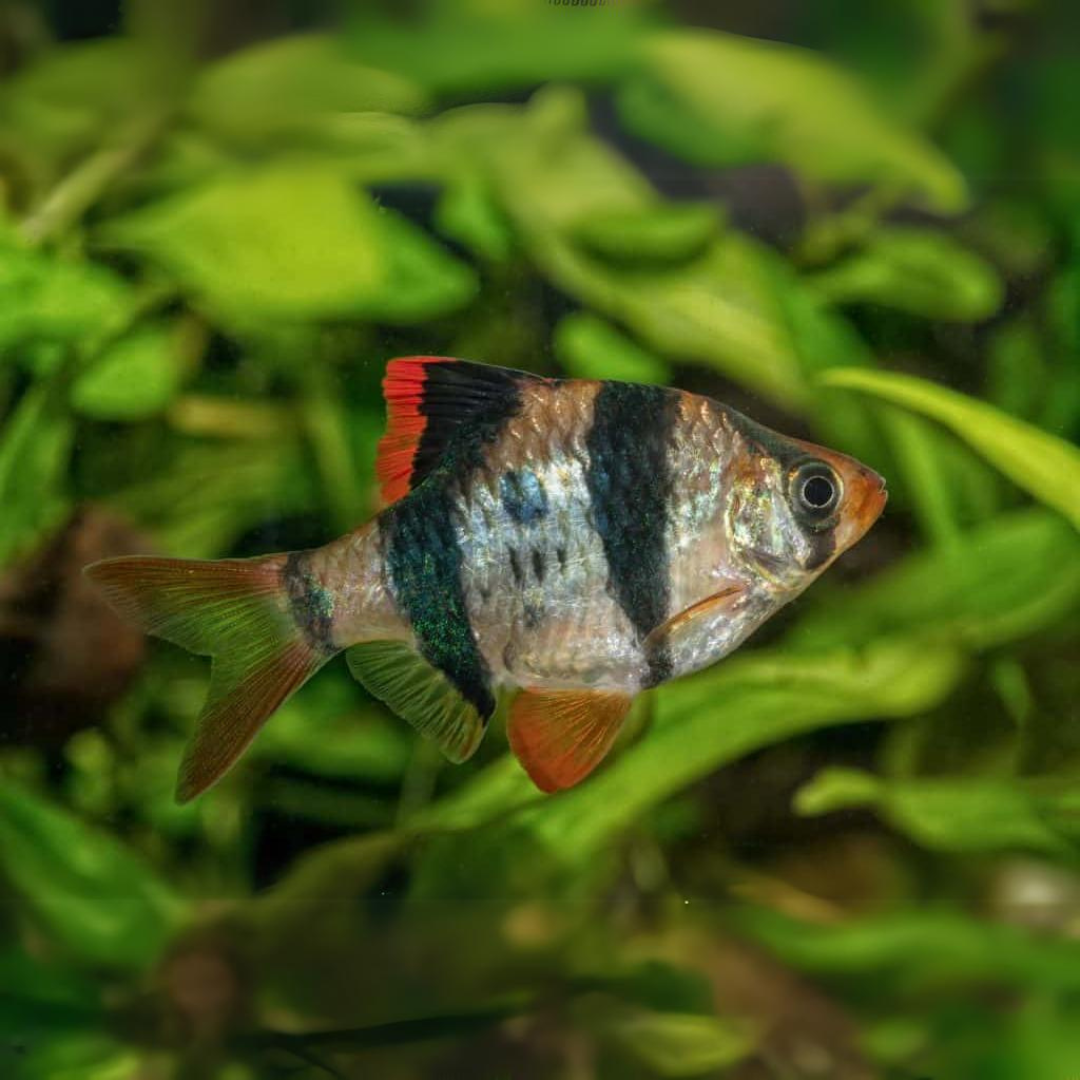 Black Tiger Barb | Single