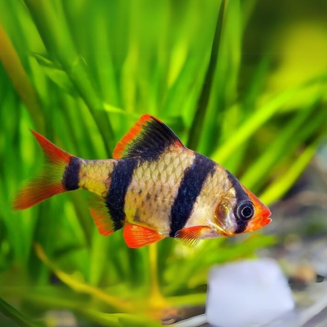 Black Tiger Barb | Single