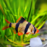 Black Tiger Barb | Single