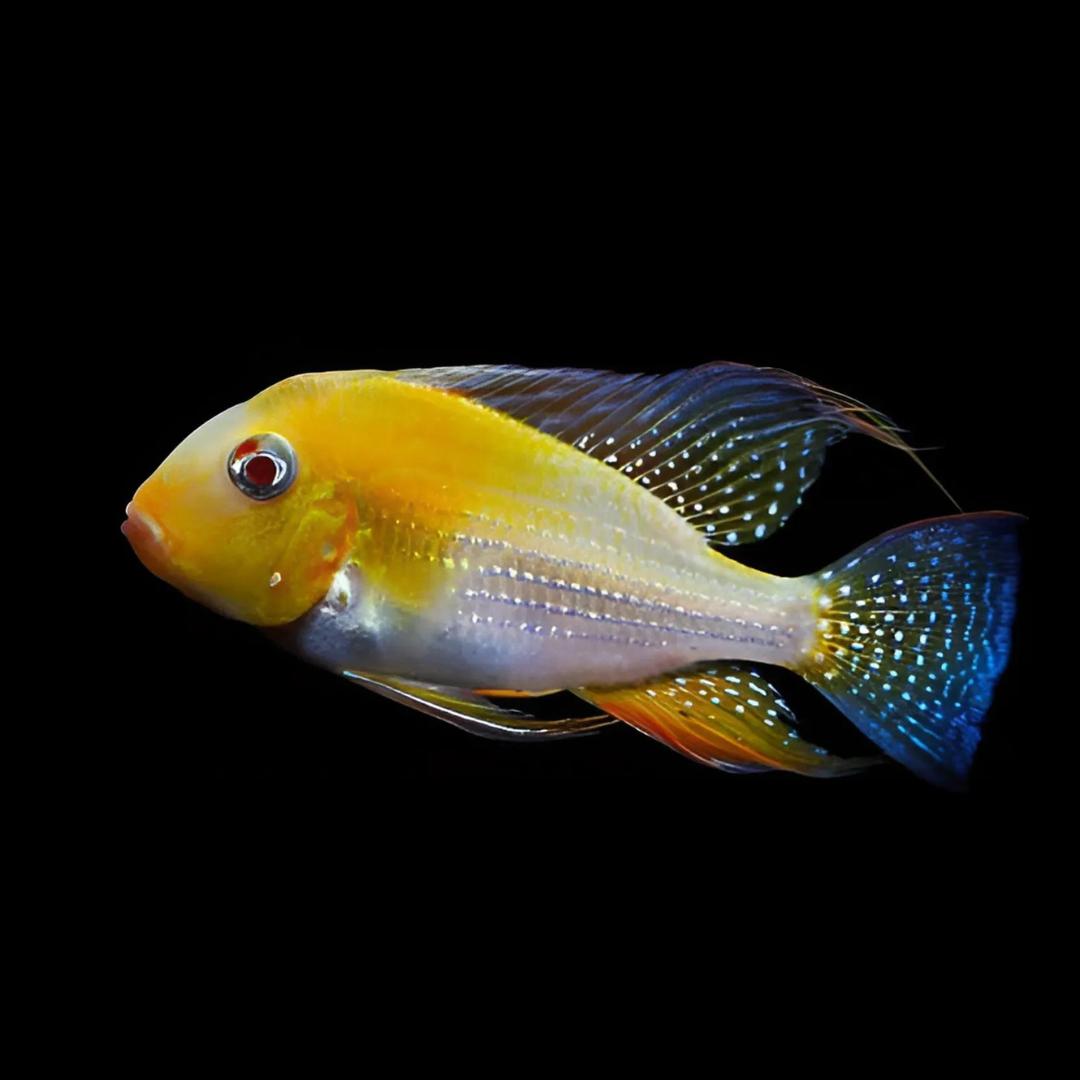 Golden Albino Heckelii (8-9cm) | Single