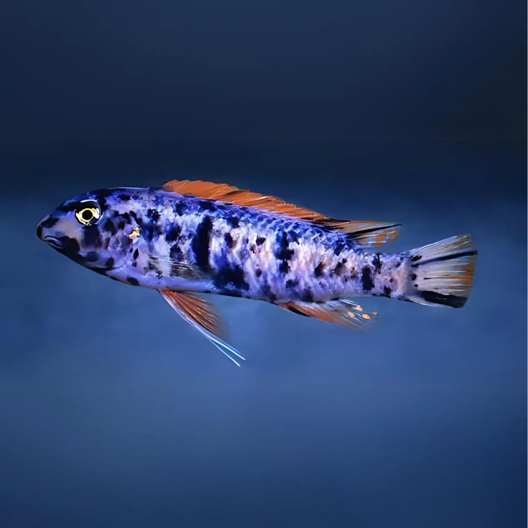 Malawi Mbuna Cichlid Thumbi West OB (Size 2 Inches) | Single