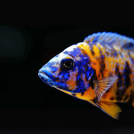 Malawi Peacock Cichlid OB Peacock (Size 2 Inches) | Single