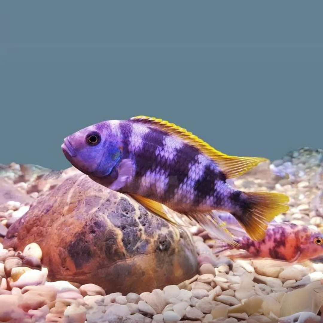 Malawi Mbuna Cichlid Lavender (Size 2 Inches) | Single