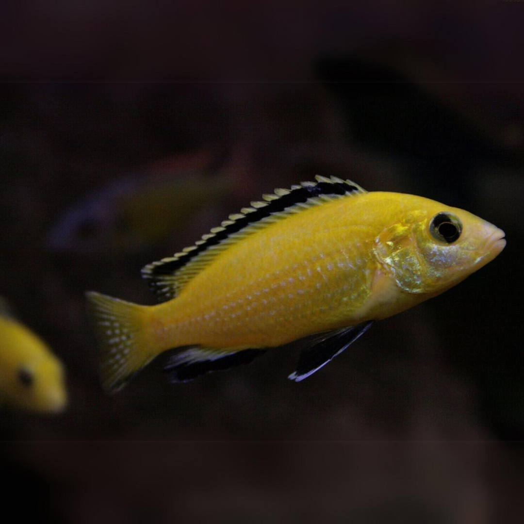 Malawi Mbuna Cichlid Magic Yellow (Size 2"to 2.5") | Single