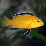 Malawi Mbuna Cichlid Magic Yellow (Size 2 Inches) | Single