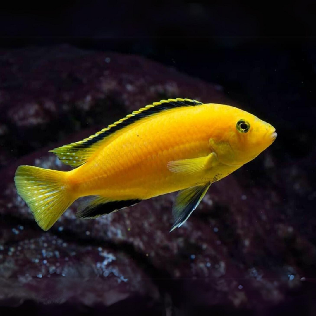 Mbuna cichlid care best sale