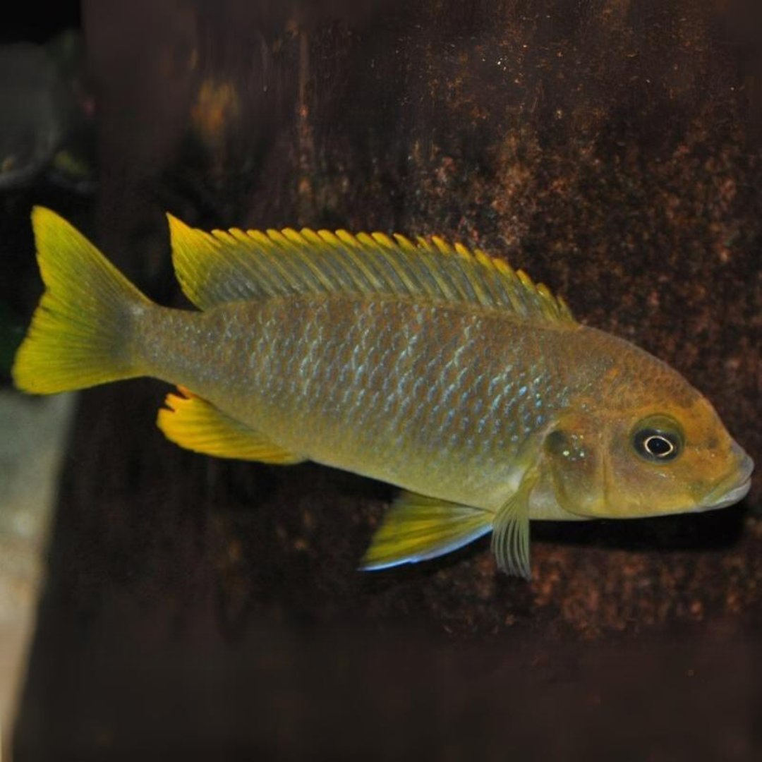 Yellow Morph Fish (1-1.5 Inches) | Single