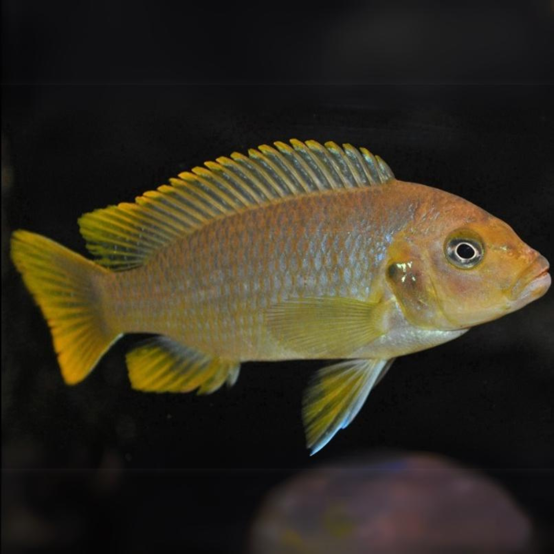 Yellow Morph Fish (1-1.5 Inches) | Single