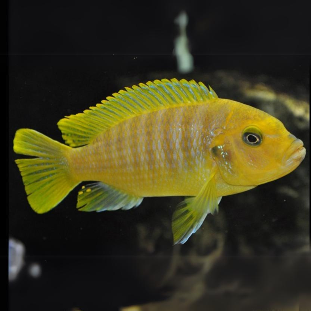 Yellow Morph Fish (1-1.5 Inches) | Single