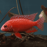 Malawi Peacock Cichlid Dragon Blood (Size 2 Inches) | Single