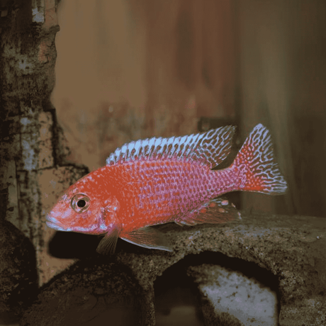 Malawi Peacock Cichlid Dragon Blood (Size 2 Inches) | Single