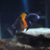 Northern Africa Lake Red Banded Duboisi Cichlid (1.5-2 Inches) | Single