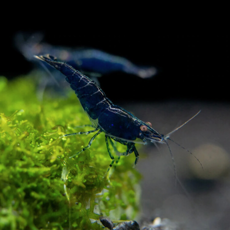 Shrimp Blue Diamond | Single