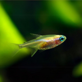 Albino Neon Tetra | Planted Tank Fish | Single