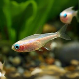 Albino Neon Tetra | Planted Tank Fish | Single