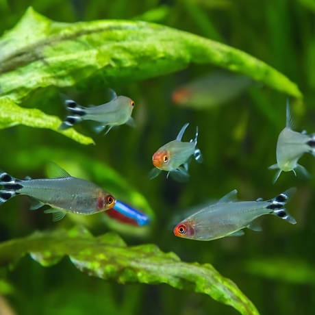 Rummy Nose Tetra | Planted Tank Fish | Single