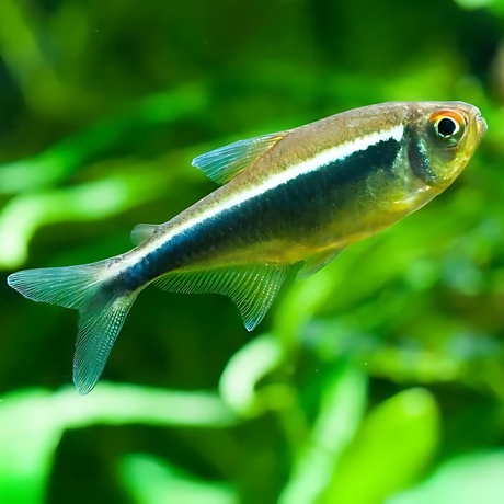 Black Neon Tetra | Planted Tank Fish | Single