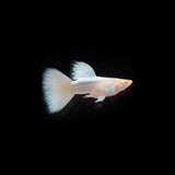 Guppy Albino Milky White