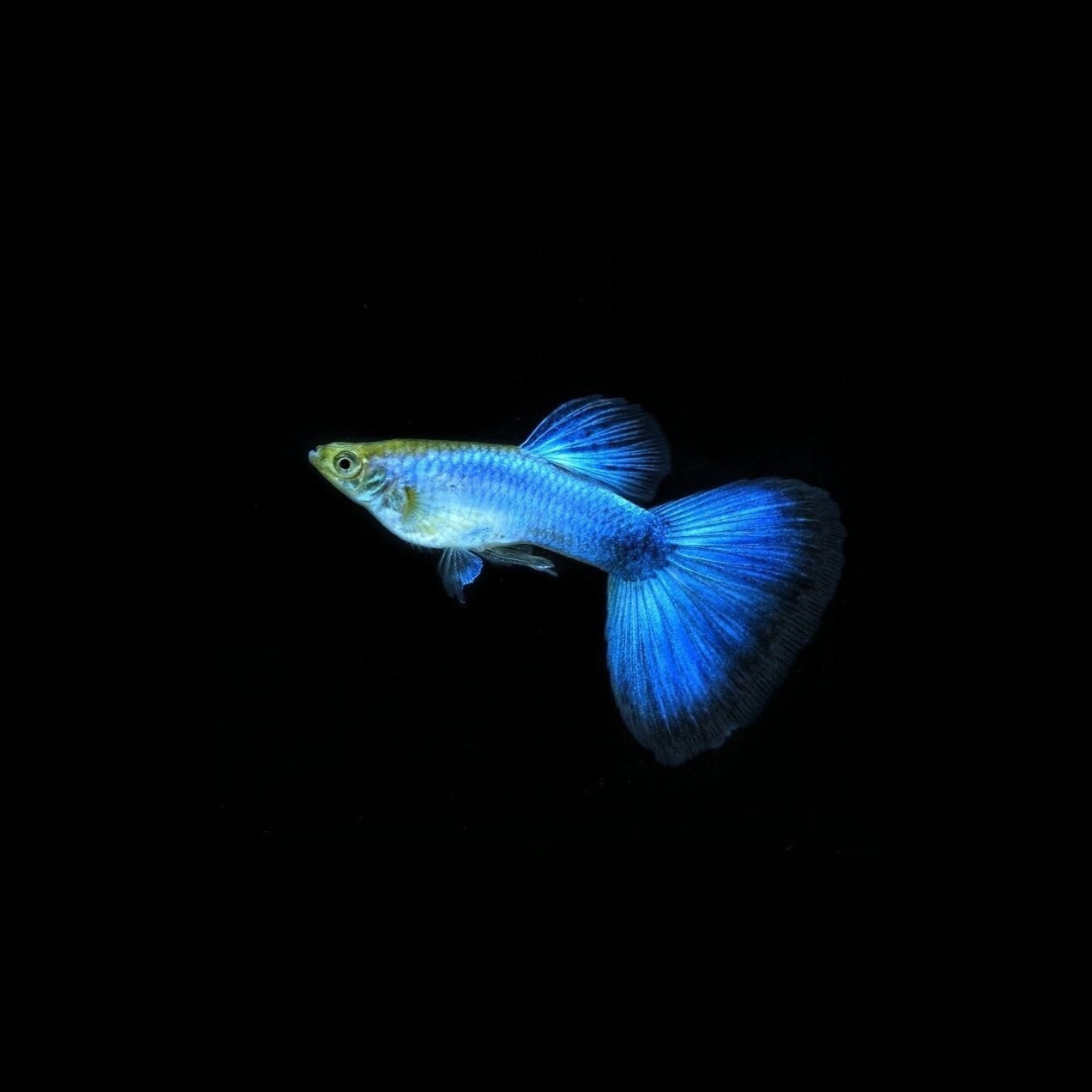 Guppy Coral Blue | Male And Female