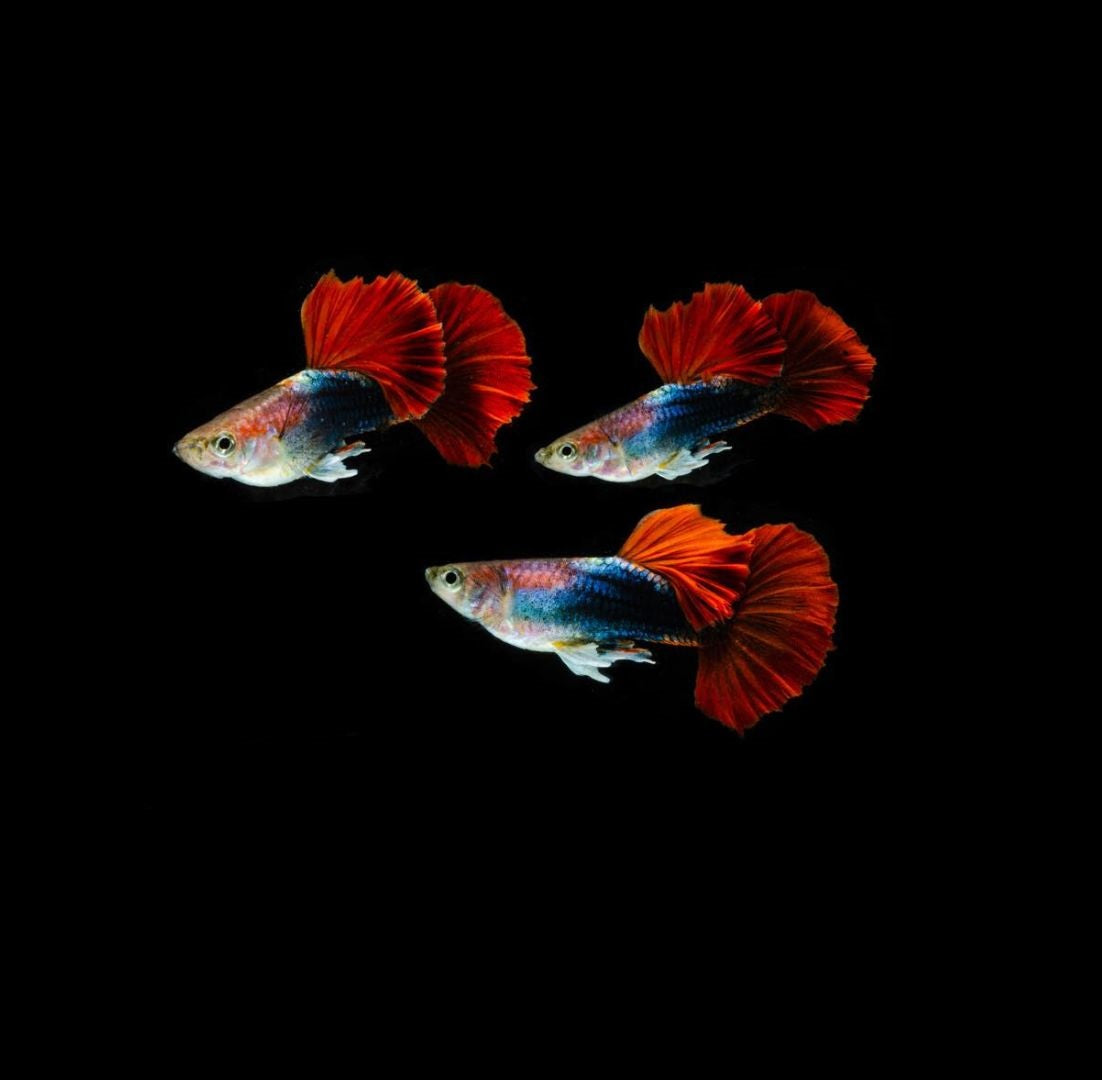 Guppy HB Red Rose | Male & Female – cloningaquapets